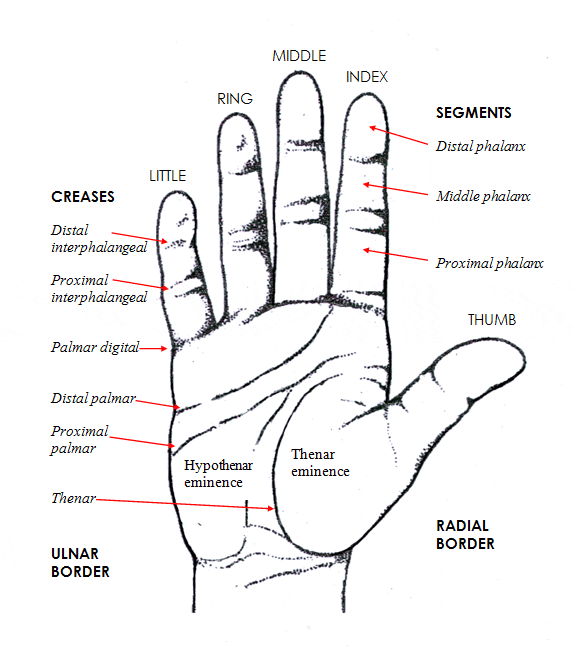 Sydney Hand Surgery » Hand Anatomy